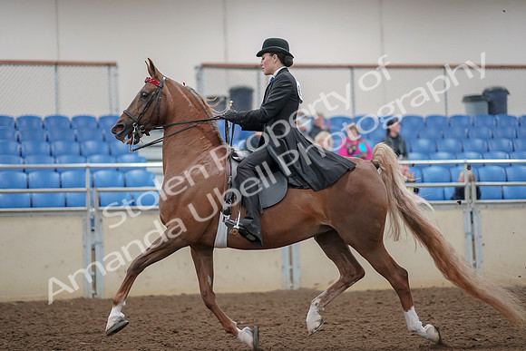 2019 Morgan Horse Show - Aug 30, 2019 - 24996