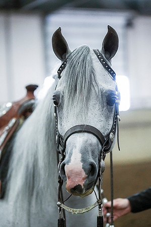 Spring Fling - Saturday - April 20, 2019  -  00382