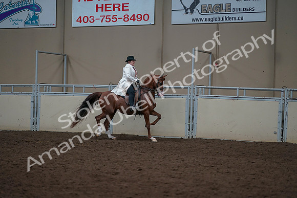 2019 Morgan Horse Show - Aug 31, 2019 - 17935