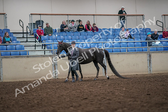 2019 Morgan Horse Show - Aug 31, 2019 - 01974