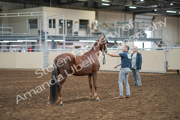 2020 - AB Morgan Horse - Sat, Sept 05 - 00265