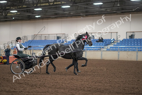 2019 Morgan Horse Show - Aug 31, 2019 - 04815