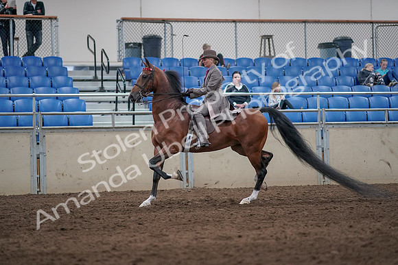 2019 Morgan Horse Show - Sept 01, 2019 - 07389