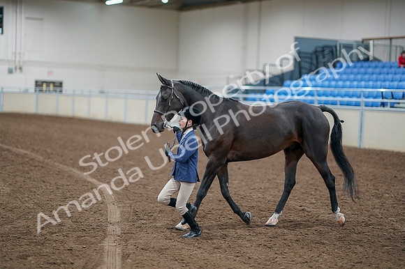 2020 - AB Morgan Horse - Fri, Sept 04 - 00926