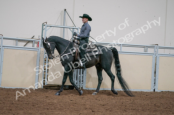 2020 - AB Morgan Horse - Fri, Sept 04 - 08538