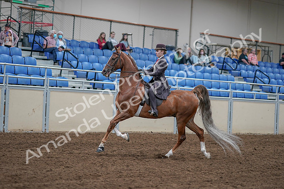 2020 - AB Morgan Horse - Fri, Sept 04 - 11181