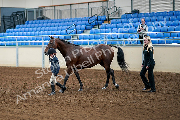 2020 - AB Morgan Horse - Fri, Sept 04 - 01022