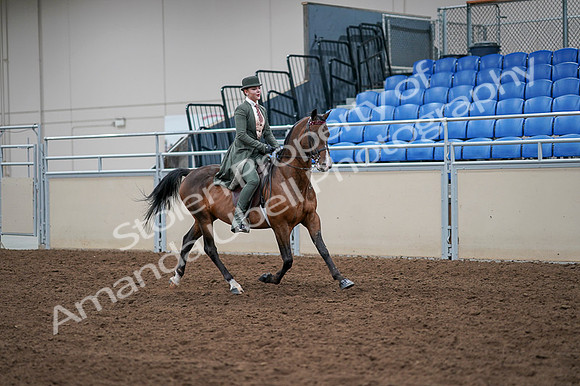 2020 - AB Morgan Horse - Fri, Sept 04 - 03416