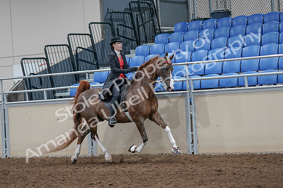 2020 - AB Morgan Horse - Fri, Sept 04 - 09860