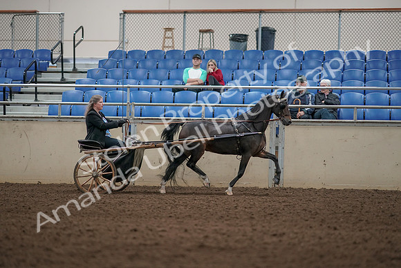 2019 Morgan Horse Show - Aug 31, 2019 - 04471