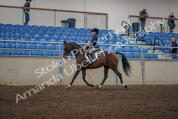 2019 Morgan Horse Show - Aug 31, 2019 - 05554