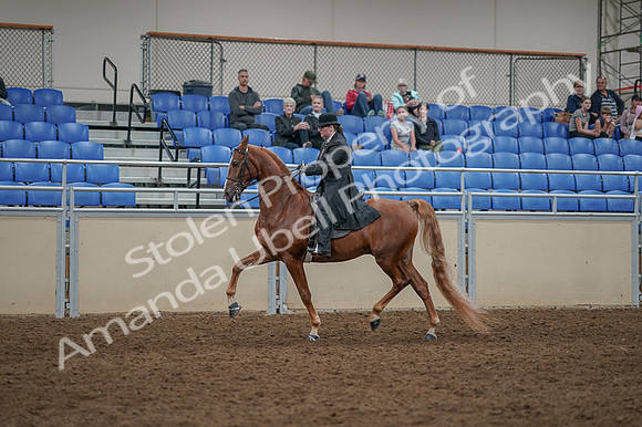 2020 - AB Morgan Horse - Fri, Sept 04 - 11271