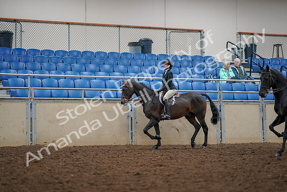 2019 Morgan Horse Show - Aug 30, 2019 - 23326