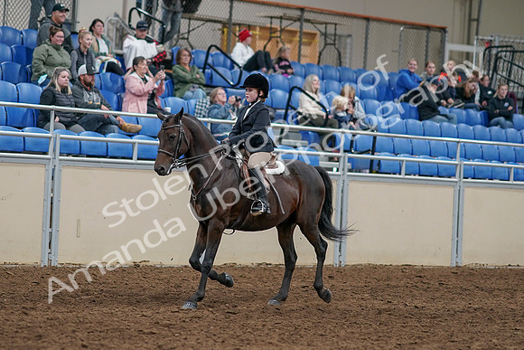 2020 - AB Morgan Horse - Sun, Sept 06 - 07879