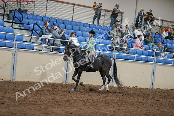 2020 - AB Morgan Horse - Sun, Sept 06 - 07792