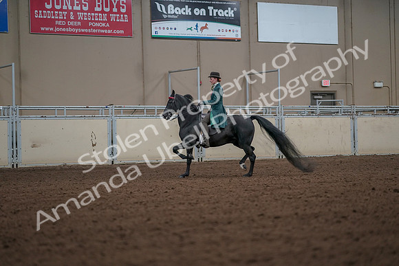 2019 Morgan Horse Show - Aug 30, 2019 - 15435