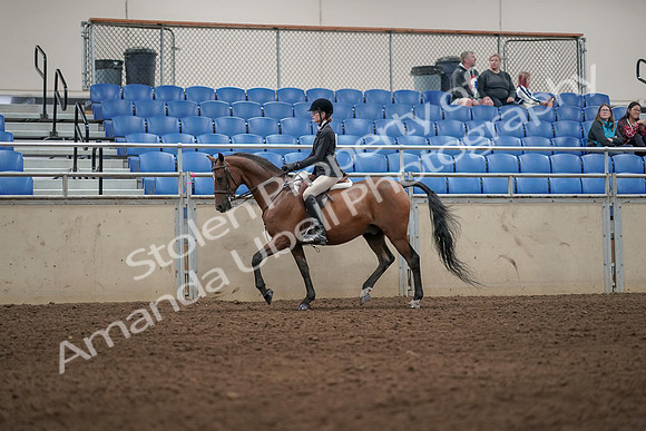 2019 Morgan Horse Show - Aug 31, 2019 - 04863