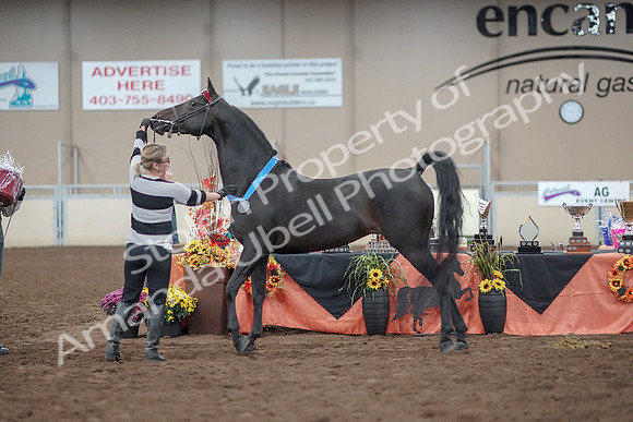2019 Morgan Horse Show - Aug 31, 2019 - 00950