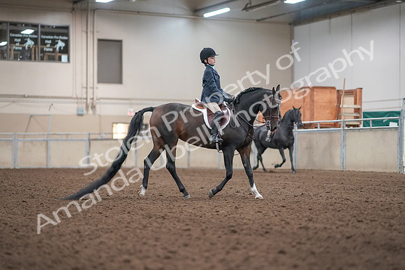 2019 Morgan Horse Show - Aug 31, 2019 - 19618