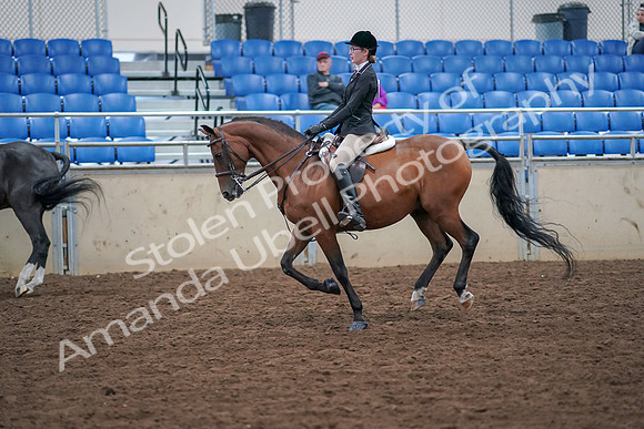 2019 Morgan Horse Show - Aug 30, 2019 - 20509