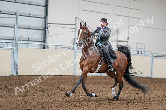 2020 - AB Morgan Horse - Sat, Sept 05 - 13152