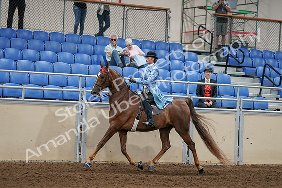 2020 - AB Morgan Horse - Sat, Sept 05 - 06226