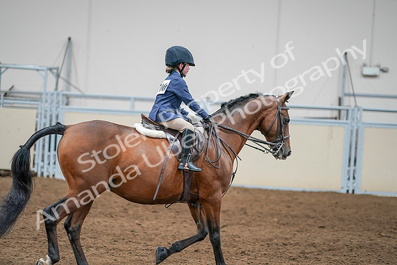 2020 - AB Morgan Horse - Sun, Sept 06 - 08105