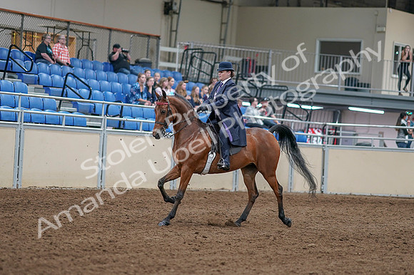 2020 - AB Morgan Horse - Fri, Sept 04 - 11202