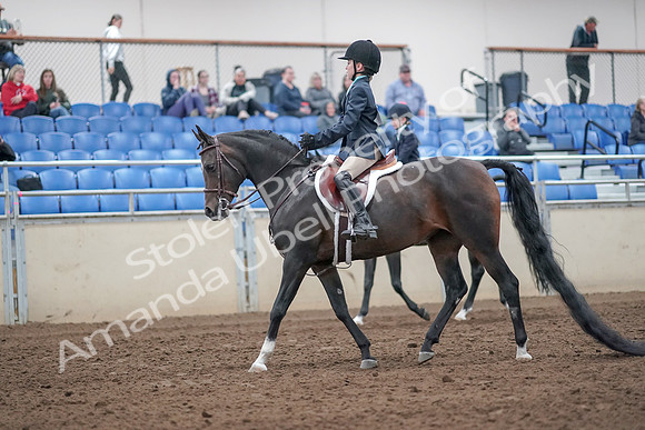 2019 Morgan Horse Show - Aug 31, 2019 - 19395