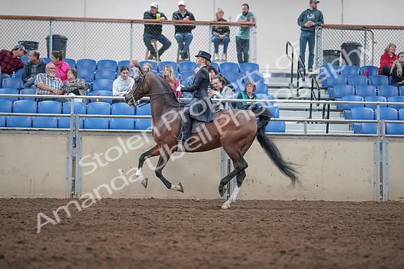2019 Morgan Horse Show - Aug 31, 2019 - 20597
