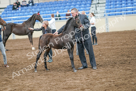 2020 - AB Morgan Horse - Sat, Sept 05 - 00677
