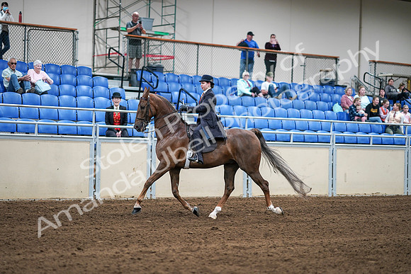 2020 - AB Morgan Horse - Sat, Sept 05 - 06205