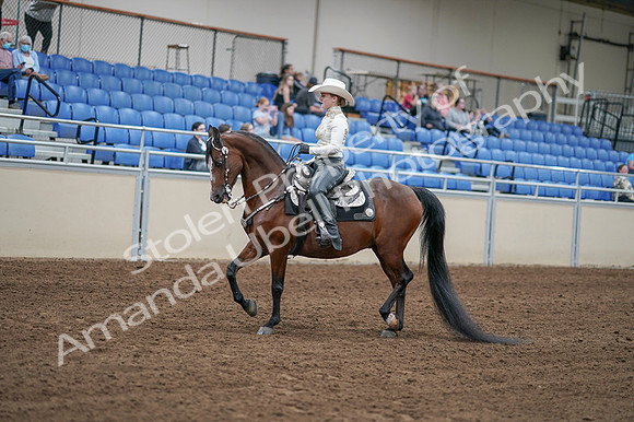 2020 - AB Morgan Horse - Fri, Sept 04 - 08263