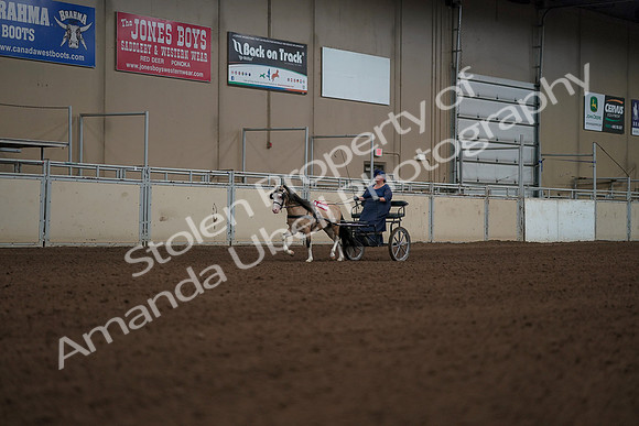 2019 Morgan Horse Show - Aug 31, 2019 - 04581