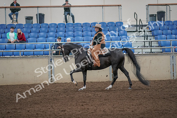 2019 Morgan Horse Show - Aug 31, 2019 - 06082