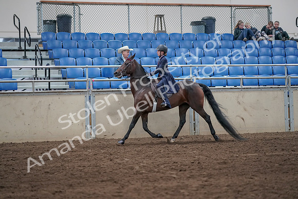 2019 Morgan Horse Show - Sept 01, 2019 - 12744