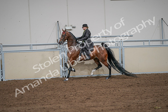 2020 - AB Morgan Horse - Fri, Sept 04 - 09649