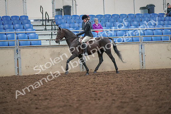 2019 Morgan Horse Show - Aug 30, 2019 - 20121