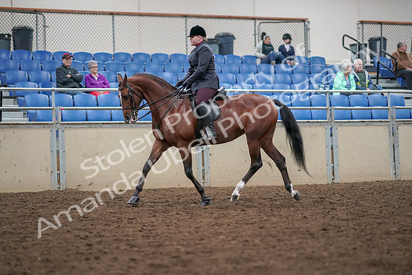 2019 Morgan Horse Show - Aug 30, 2019 - 20253