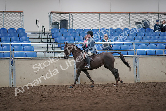 2019 Morgan Horse Show - Aug 31, 2019 - 16672