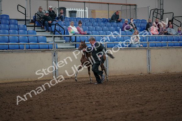 2019 Morgan Horse Show - Aug 30, 2019 - 24778