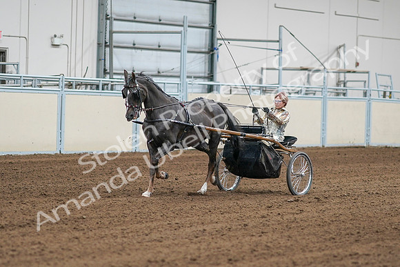 2020 - AB Morgan Horse - Sat, Sept 05 - 05977