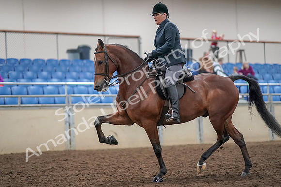 2019 Morgan Horse Show - Aug 30, 2019 - 20470