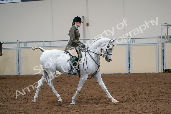 2020 - AB Morgan Horse - Sat, Sept 05 - 14535
