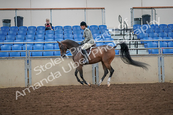 2019 Morgan Horse Show - Aug 30, 2019 - 17385
