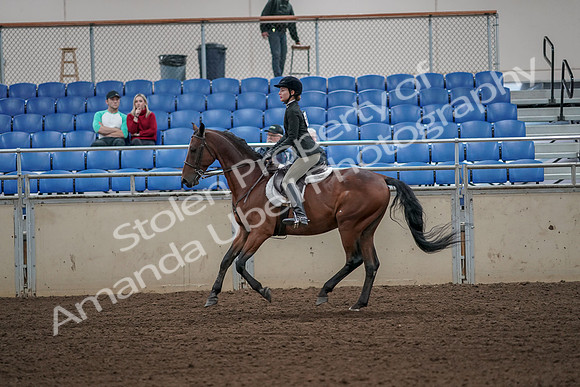 2019 Morgan Horse Show - Aug 31, 2019 - 05043