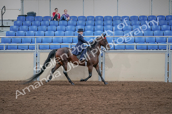 2020 - AB Morgan Horse - Sat, Sept 05 - 04894