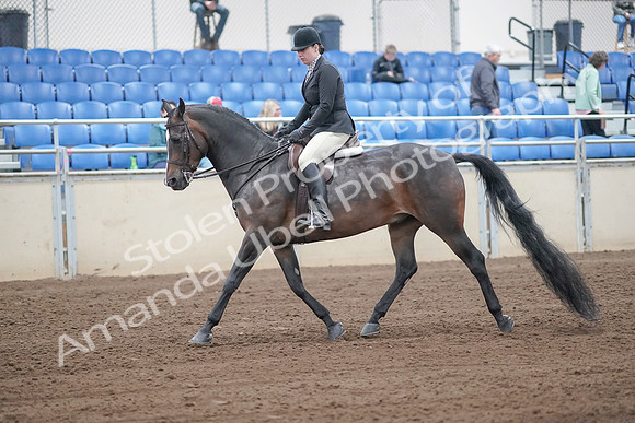2019 Morgan Horse Show - Sept 01, 2019 - 03995