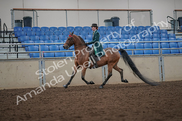 2019 Morgan Horse Show - Aug 30, 2019 - 27956