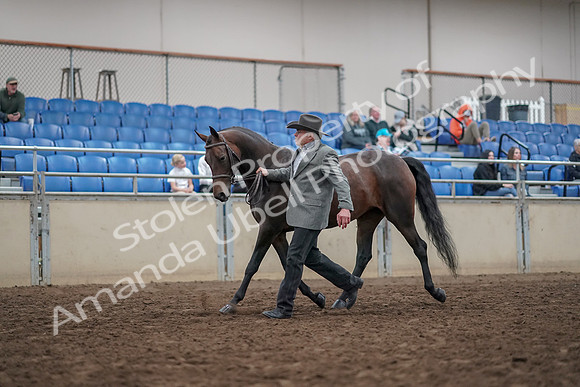 2019 Morgan Horse Show - Aug 31, 2019 - 03672